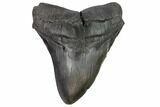 Fossil Megalodon Tooth - Thick & Solid #116626-1